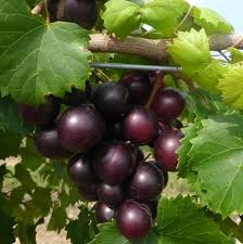 Southern Fox Grape Seeds (Vitis rotundifolia) - 25 Seeds for Muscadine Grapes