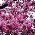 Magnolia Lily Seeds (Magnolia liliflora) - 10 Pink Flowering Seeds