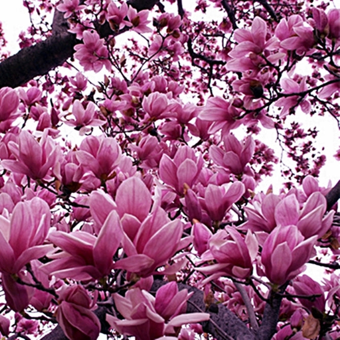 Magnolia Lily Seeds (Magnolia liliflora) - 10 Pink Flowering Seeds
