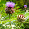 Cardoon Seeds - Heirloom, Non-GMO | Cynara cardunculus | 2-5 ft tall