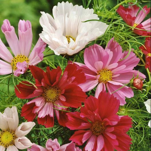 Seashells Cosmos Seeds - Non-GMO, Tubular Petals, Pink/White/Red, Fast-Growing Annual