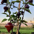Purple UFO Pepper Seeds – 15 Heirloom Capsicum annuum, Non-GMO, Mild to Medium Heat
