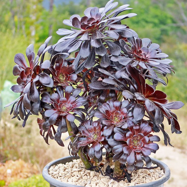 Aeonium arboreum 'Zwartkop' Black Rose Unrooted Cuttings – 5 × 4-6"