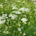 Caraway Seeds – 1g for Planting, Heirloom Variety, Fragrant Carum carvi