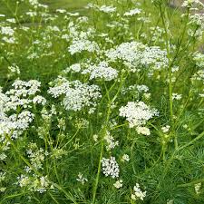 Caraway Seeds – 1g for Planting, Heirloom Variety, Fragrant Carum carvi