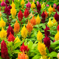 Celosia Plumosa Lilliput Kewpie Mix Seeds - 200 Non-GMO, Dwarf Annual for Borders & Containers