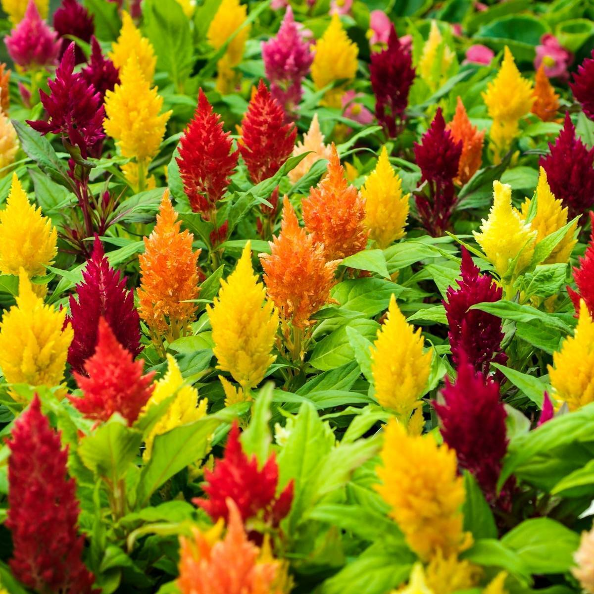 Celosia Plumosa Lilliput Kewpie Mix Seeds - 200 Non-GMO, Dwarf Annual for Borders & Containers