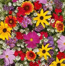 500 Seeds Wildflower Mix - Honey Bee Heirloom Pollinator Garden Flowers (Non-GMO, Easy to Grow)