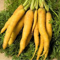 Solar Yellow Carrot Seeds - Heirloom Danvers-Type, 65 Days, Yellow Roots