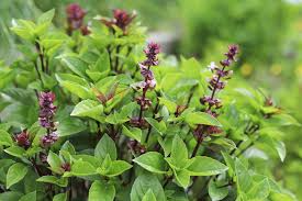 Thai Basil Seeds - Ocimum basilicum var. thyrsiflora (200 Seeds) Heirloom, Non-GMO