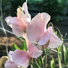 Harvey’s Blush Sweet Pea Seeds – 50 Seeds, Climbing Vine, Soft Blush-Pink Blooms