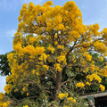 Tabebuia Argentea Seeds - Golden Trumpet Tree (Yellow Flowering) | Seeds