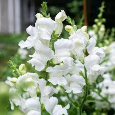 Antirrhinum majus Royal Bride Snapdragon Seeds - 1000+ Pure White Fragrant Blooms