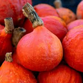 Japanese Red Kuri Squash Seeds (Uchiki Kuri) - Heirloom, Non-GMO, 3-7 lb Fruit, 92 Days