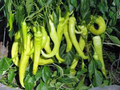 Sweet Banana Pepper Seeds - Heirloom, Non-GMO, 70 Days to Maturity