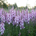Costa Summer Lavender III Snapdragon Seeds (Antirrhinum majus) - 1000+ Seeds, Soft Lavender, Annual