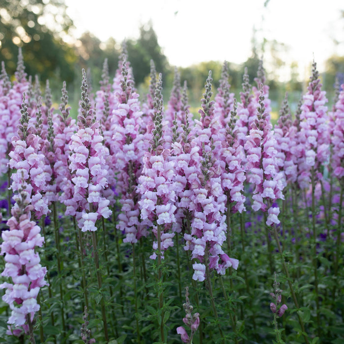 Costa Summer Lavender III Snapdragon Seeds (Antirrhinum majus) - 1000+ Seeds, Soft Lavender, Annual