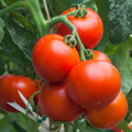 Super Sioux Tomato Seeds - Heirloom, Heat Tolerant, Juicy Slicing Tomato Seeds