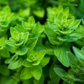Italian Oregano (Origanum vulgare) Seeds – 2000 Seeds for Culinary Use, Full Sun