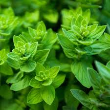 Italian Oregano (Origanum vulgare) Seeds – 2000 Seeds for Culinary Use, Full Sun