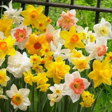 20 Live Yellow Daffodil Narcissus Bare Root Perennial Plants