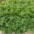 Giant Italian Parsley Seeds - 500 Heirloom Non-GMO | Petroselinum crispum