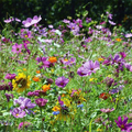 1000 Seeds Wildflower Mix Butterfly & Hummingbird - Heirloom, Non-GMO Pollinator Mix