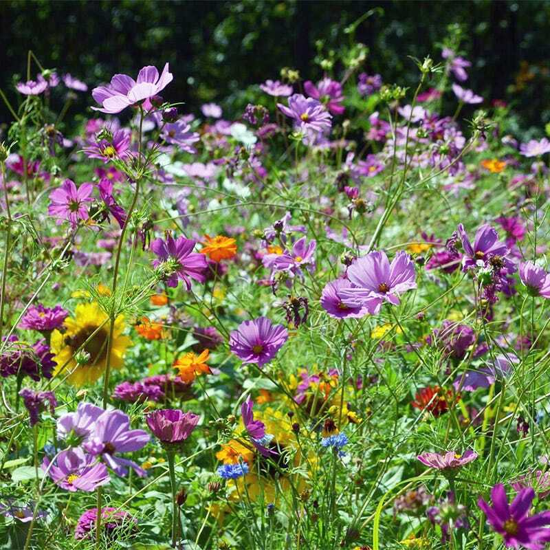 1000 Seeds Wildflower Mix Butterfly & Hummingbird - Heirloom, Non-GMO Pollinator Mix