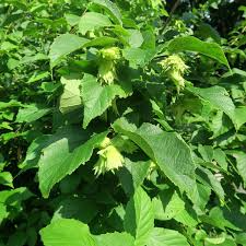 American Hazelnut Tree (Corylus americana) – Bare Root Live Plant 2'-3'