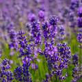 Vera Lavender (Lavandula angustifolia) - 100 Seeds, Non-GMO Heirloom