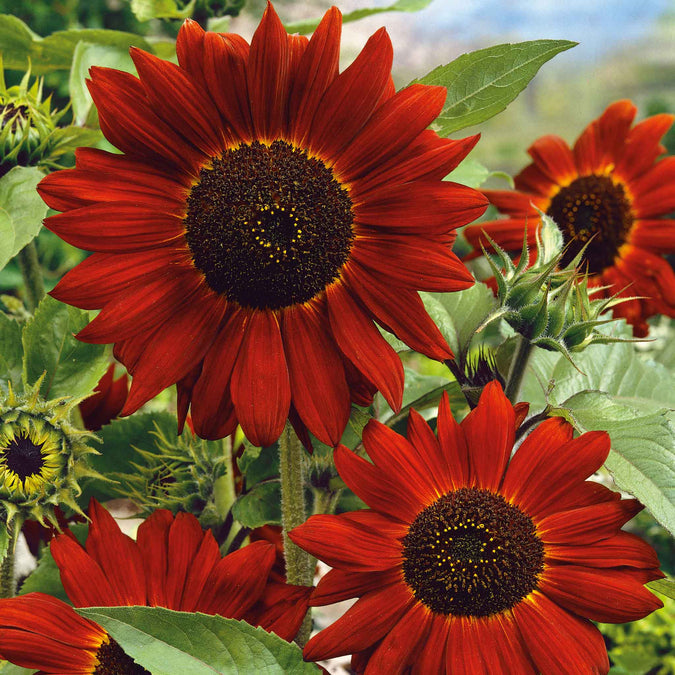 Velvet Queen Sunflower Seeds - 1g Helianthus annuus, Deep Red Blooms