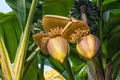 Musa ingens Largest Giant Banana Seedling – Live Starter Plant (Seedling)