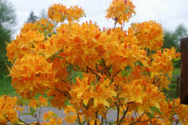 Golden Lights Deciduous Azalea Starter Plant | Yellow Rhododendron Rhododendron 'Golden Lights' (Hardy 3-7b)