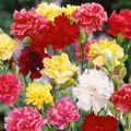 Carnation Grenadin Double Mix Seeds (Dianthus caryophyllus) – 200 Seeds, Fragrant Pollinator-Friendly Cut Flowers
