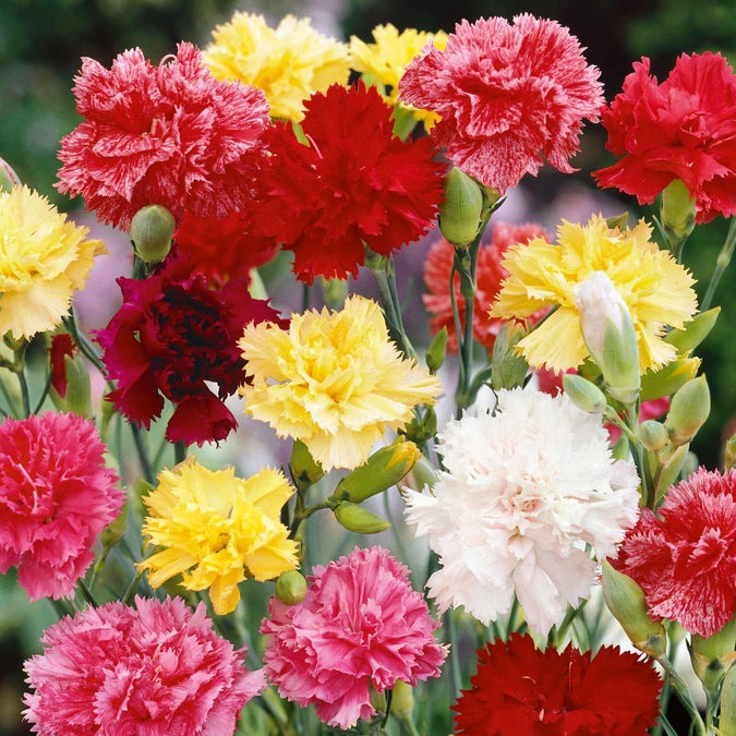 Carnation Grenadin Double Mix Seeds (Dianthus caryophyllus) – 200 Seeds, Fragrant Pollinator-Friendly Cut Flowers