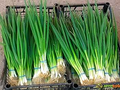 Onion Evergreen Bunching Seeds - 250 mg, Perennial Hardy Green Onion for Veg Gardens