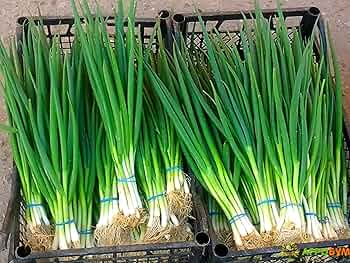 Onion Evergreen Bunching Seeds - 250 mg, Perennial Hardy Green Onion for Veg Gardens