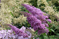 Purple Butterfly Bush Cuttings – 7 Unrooted 6" Live Plants, Buddleja davidii