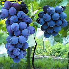 Kyoho Grape Seedling - 8” Live Starter Plant | Sweet Purple Grapes