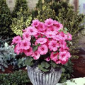 Rose Mallow Tanagra Hot Pink Seeds - 100 Non-GMO Pollinator-Attracting Perennial