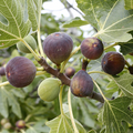 5 Organic Fig Tree Unrooted Cuttings (8") - Ficus carica, from Fruitful Tree