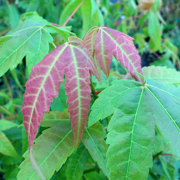 Acer elegantulum Seeds – Rare Ornamental Maple Tree for Bonsai & Landscaping