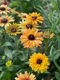 Sahara Mix Rudbeckia Seeds – 200+ Warm Sunset Blooms, Drought-Tolerant Annual, Pollinator Friendly