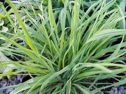 Cat Grass (Dactylis glomerata) - 50 Seeds | Safe, Cat-Friendly Grass for Digestion