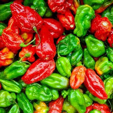 Aji Dulce Pepper Seeds (Capsicum chinense) – 10 Seeds, Sweet Caribbean Pepper