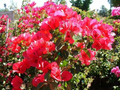 Double Red Bougainvillea Starter Plant | Well-Rooted, USA Grown