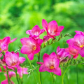 Freesia Single Pink Bulbs - 5 Fragrant Starter Bulbs, Spring Bloom, USDA Zones 9-10