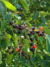 Rum Cherry Tree (Prunus serotina) - Wild Black Cherry Bare Root 18-24"