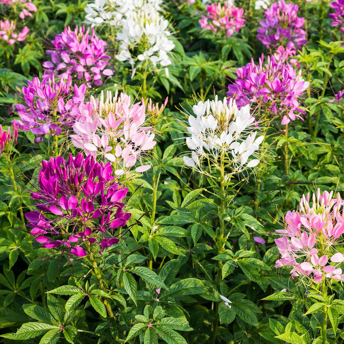 Mixed Colors Cleome Seeds - Non-GMO, White/Violet/Rose Red Blooms, Tall 3-5 ft