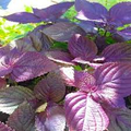 Perilla Red Aka Shiso Seeds - 500mg for Planting, Heirloom Herb